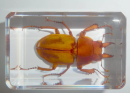 The unicorn beetle, as a unique and striking beetle, its beautiful shape and distinctive features have made it a sought-after object for many insect lovers and collectors. In scientific research and taxidermy.