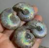 Shell fossils are the remains of ancient Marine organisms, which record the earth's history and environmental changes, provide important information about paleoclimate and ecological evolution, and are important resources for paleontology research.