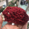 Coral specimens are a unique and fascinating presence in nature, demonstrating the diversity of Marine biodiversity and the complexity of ecosystems. Not only are these specimens beautiful, they are also important objects of scientific research.