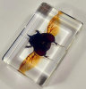 Dung beetles, also known as dung beetles, belong to the class of insects, beetles, is an important creature in nature. Dung beetles are usually medium sized, black or brown in color, and have smooth, hard backs.