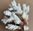 Coral specimens are fossil corals collected from nature for scientific research, education and display to help people understand the history of Marine ecology and climate change.