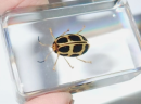The ladybird specimen displays the color and structure of the ladybird in detail and is widely used in education and research to help understand its ecological role, while serving as an artistic display of natural beauty.