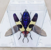 The specimen shows the magnificent front horn and body shape of this insect, which is used both for scientific research and education and as a work of art to showcase its unique natural beauty.