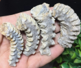 Oyster fossils preserve the traces of the ancient Marine environment, reveal the ancient Marine ecology and climate change, and provide important information for paleontology and geology.