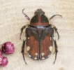 Dung beetle specimens demonstrate the unique shape and ecological characteristics of dung beetles and are used for scientific research and education to help understand their role in the ecosystem and the status of conservation.