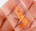 Shrimp specimens demonstrate the unique shape and biological characteristics of shrimp for scientific research and education, to help understand their ecological role, and to raise awareness of Marine environmental protection.