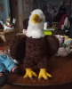 The eagle, as a bird of freedom and strength, often inspires awe. Its eyes are sharp and its wings flutter like the wind sweeping through the air, giving people a sense of fearlessness.