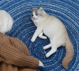 Once dominated by dogs, the spotlight is now shining brightly on our feline friends, showcasing their grace, beauty, and unique personalities.