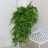 In recent years, the popularity of houseplants has surged, with many people recognizing their numerous benefits beyond mere aesthetics.