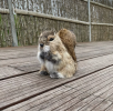 Squirrels, with their bushy tails and boundless energy, have long captivated the hearts of nature lovers and artists alike.