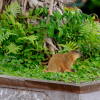 In the world of collectibles and models, few items can match the charm of our latest groundhog model. Designed with meticulous attention to detail, this whimsical figure embodies the playful spirit of its real-life counterparts.