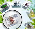 With the progress of science and technology, the production and preservation methods of insect specimens are also constantly developing, and in the future, more people will have the opportunity to appreciate and understand the charm of these
