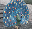 With the continuous development of technology, we expect the peacock model to bring more scientific discoveries and educational innovations in the future, revealing more wonderful mysteries of nature for us.