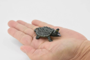 Snapping turtles, with their ancient lineage and distinctive features, have long fascinated wildlife enthusiasts and collectors alike.
