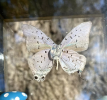 Butterflies, often seen flitting through gardens and meadows, are more than just captivating insects; they play a crucial role in our ecosystem and serve as important indicators of environmental health