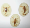Scorpion specimens, members of the order Scorpiones, are captivating arachnids that have inhabited the Earth for over 400 million years.
