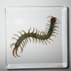 As we delve into the fascinating world of centipedes, our latest specimen has left us in awe. Measuring approximately 10 centimeters in length.