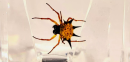 These samples may have small defects, bubbles, internal irregularities, etc.  They may also differ from each other due to the fact that all insects, animals, beetles are different in nature.
