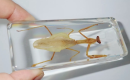 The mantis specimen is a fascinating example of nature’s ingenuity and adaptability. Characterized by its distinctive triangular head, elongated thorax, and powerful forelegs, the mantis is often celebrated for its unique predatory behavior.