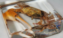 Whether in scientific research, educational displays or personal collections, crab specimens demonstrate the unique charm of nature and the rich diversity of life forms.