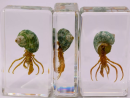 Crabs are among the most diverse and intriguing groups of crustaceans, with over 6,800 species recorded worldwide.