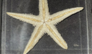 Starfish specimens are not only a wonder of nature, but also a bridge for us to understand and protect Marine ecology. In this process, I feel a great responsibility and a great honor