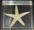 Starfish, known scientifically as asteroids, are captivating echinoderms that inhabit ocean floors across the globe.