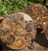 Shell fossils are a precious gift given to human beings by nature, which not only records the evolution of the earth for millions of years, but also provides us with a window to understand paleontology and ancient environment