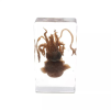 Squid specimens, belonging to the class Cephalopoda, are remarkable creatures that embody the magic of the ocean.