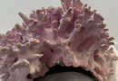 Coral reefs are the treasures of the sea, and their existence brings immeasurable ecological value and beauty to the world. Protecting corals is not only for the life in the ocean, but also for our own future