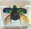 Unicorns are a very beautiful and useful insect, and their ecological habits are so complex that it is impossible not to be attracted to them. We need to protect these insects and their habitats to ensure that our ecosystems remain healthy.