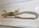 Gecko specimens are not only scientifically significant but also serve as a bridge between education and conservation awareness. Their study enriches our understanding of the natural world.