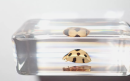 Ladybug specimens offer a fascinating glimpse into the intricate beauty and ecological importance of these charming beetles.