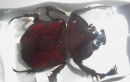 By taking part in the preparation of dung beetles, I hope to raise awareness of dung beetles and other creatures. We often overlook the small life around us, yet it is these unremarkable creatures that make up the ecosystem on which we depend.