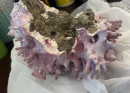 Found primarily in tropical and subtropical oceans, corals are marine invertebrates belonging to the phylum Cnidaria. While many people recognize them as beautiful decorations, their ecological significance extends far beyond aesthetic appeal.