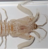 Shrimp specimens are not only an important tool for biological research, but also a bridge connecting science, education and culture. By studying shrimp, we can gain a deeper understanding of the complexity and vulnerability of Marine ecosystems