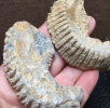 Oyster fossils are paleontological remains that record the evolutionary history of Marine life. These fossils, often in the form of oyster shells, provide important clues to the study of paleoenvironment and paleoecology.
