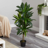 Green plants, as an indispensable part of nature, not only add color to our lives, but also carry endless vitality and vitality. With their unique forms and gestures, they decorate our families, offices, and various public Spaces.