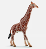 The giraffe model is a fascinating research model combining biology and engineering, aiming to explore the application of its adaptive design in different fields by simulating the physiological characteristics and behaviors of the giraffe.