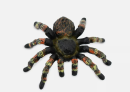 Spider model is an important analytical tool, which is widely used in the fields of organization structure, information management and project management.