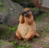 The marmot model is a theoretical model commonly used in ecology and animal behavior research, which is mainly used to describe and predict the dynamic changes of some animal populations.