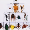 Insect specimens are samples of insects that have been treated and preserved for scientific research, education and display, demonstrating the morphological characteristics and ecological value of insects.