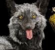Fox specimens are samples of foxes that have been professionally treated and preserved for scientific research, educational display and collection to help understand the biological characteristics and ecological roles of foxes.