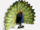 A peacock model is a scientific model that simulates the appearance of a peacock for research, education and display, to truly reproduce the color and structure of the peacock's feathers