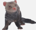 A ferret model is a detailed simulation of the shape of a ferret for scientific research, educational display and collection, which realistically reproduces the size, hair and characteristics of a ferret.