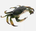 The crab model is a widely used model in ecology and biology that helps scientists understand the complexity of Marine ecology by simulating the behavior of crabs and interactions in ecosystems.