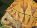 Turtle model is a proxy modeling method, which simulates the behavior of turtles in different environments, studies ecological dynamics and population changes, and is widely used in ecological research and education.