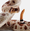Rattlesnake model (RNN) is a kind of neural network for processing sequence data. It captures temporal dependence through cyclic structure and is widely used in language processing, speech recognition and other fields.