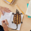 Snapping turtle model is a kind of biomimetic model widely used in scientific research and engineering design, which is inspired by the ancient reptile snapping turtle.