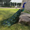 The Peacock model is a theoretical framework widely used in a variety of fields, especially in statistics, economics, and social sciences. Its core idea is to observe and analyze multidimensional data to reveal underlying patterns .
